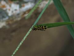 Chlorophorus annularis