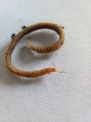 Henia vesuviana