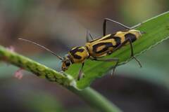 Chlorophorus annularis