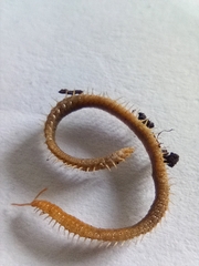 Henia vesuviana