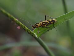 Chlorophorus annularis