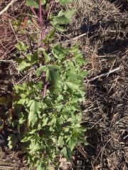 Brassiceae