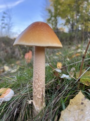 Amanita crocea