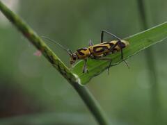 Chlorophorus annularis