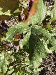 Brassiceae
