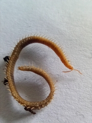 Henia vesuviana