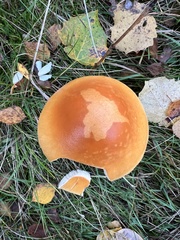 Amanita crocea