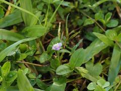 Bonnaya ruelloides