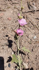 Sphaeralcea mendocina