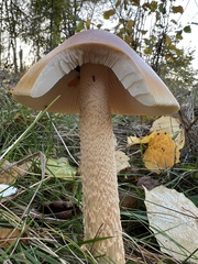 Amanita crocea