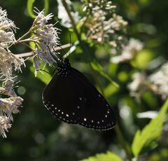 Euploea tulliolus koxinga