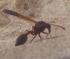 Delta dimidiatipenne