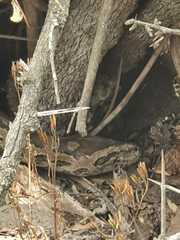 Python natalensis