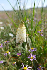 Bulbinella cauda-felis