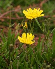Crepis capillaris
