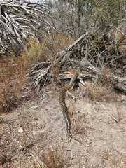 Python natalensis