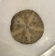 Echinarachnius parma