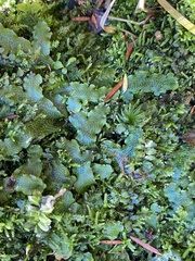 Conocephalum conicum