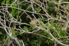 Zosterops virens capensis