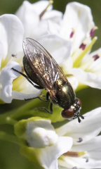 Lejogaster metallina