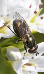 Lejogaster metallina