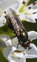 Lejogaster metallina