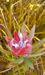 Protea coronata