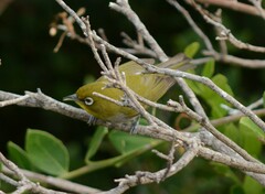 Zosterops virens capensis