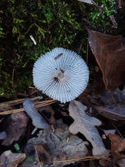 Lanatulae