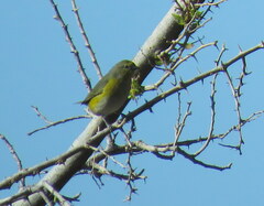 Euphonia chlorotica