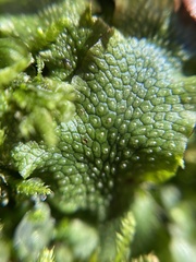 Conocephalum conicum