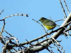 Euphonia chlorotica