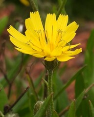 Crepis capillaris
