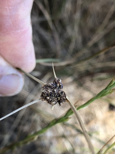 Image of Ficinia indica by (c) Caroline Voget, some rights reserved (CC BY)