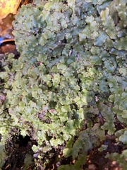 Conocephalum conicum