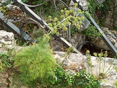 Portenschlagiella ramosissima