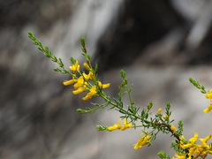 Genista triacanthos