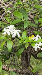 Tabernaemontana divaricata