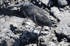 Butorides striata sundevalli