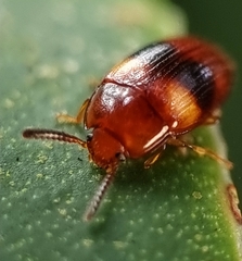 Spiloscapha nigrofasciata