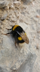 Bombus terrestris