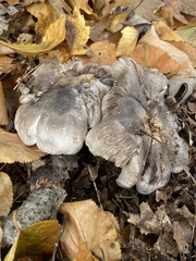 Tricholoma virgatum