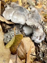 Tricholoma virgatum