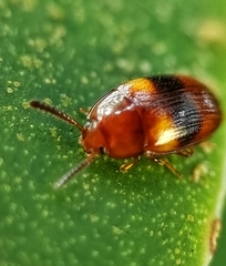 Spiloscapha nigrofasciata