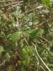 Rubus creticus