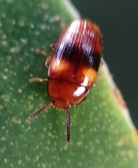 Spiloscapha nigrofasciata