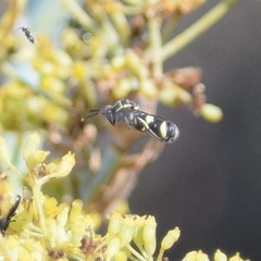 Leucospis