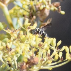 Leucospis