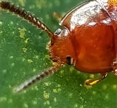 Spiloscapha nigrofasciata