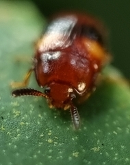 Spiloscapha nigrofasciata